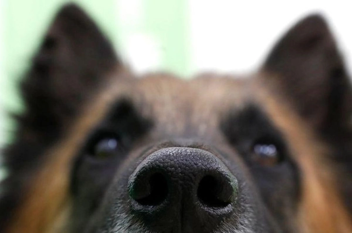 El juzgador  conectó la protección animal con el derecho humano a un medio ambiente sano, reconocido en el artículo 4 constitucional. 
