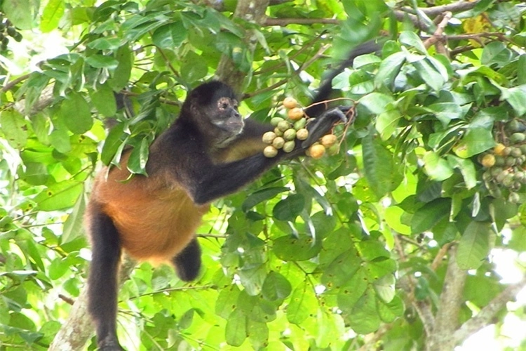 Una nueva investigación en monos araña de manos negras en Panamá, muestra que las frutas lo suficientemente maduras contienen hasta dos por ciento de etanol. Foto Victoria Weaver