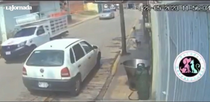Un hombre de oficio policía lanzó a un perro a un cazo de aceite hirviente en Tecámac, estado de México. Captura de pantalla del video