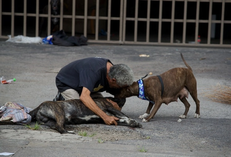 Luego de los hechos, el propietario y otros dos canes estaban inconsolables. Foto Alfredo Domínguez