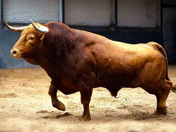Se llamó Brigadier, pesó 667 kilos y embistió con una calidad y una repetitividad excepcionales a la decidida muleta del moreliano Isaac Fonseca en Las Ventas. Foto 