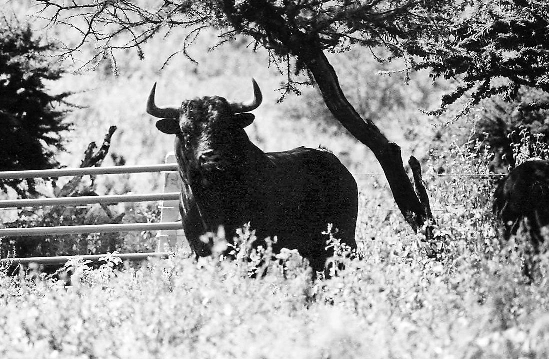Urge obligar a que regrese el toro de lidia mexicano con edad y trapío para que la fiesta no siga a merced de voluntarismos y animalistas.