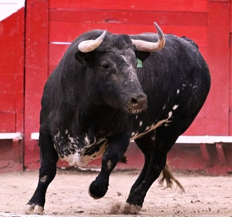Con la anuencia de todos, la fiesta brava de México fue disminuyendo la bravura de los toros, es decir, el sustento ético que le daba sentido, emoción y trascendencia a esa tradición. 