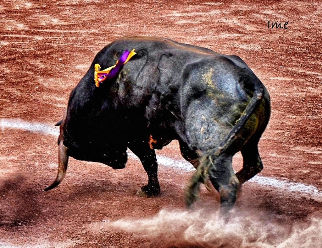 El rival más peligroso de la fiesta de los toros está dentro, en su mismísima entraña, sostiene el periodista hidrocálido Sergio Martín del Campo. Foto Imelda Saldívar 