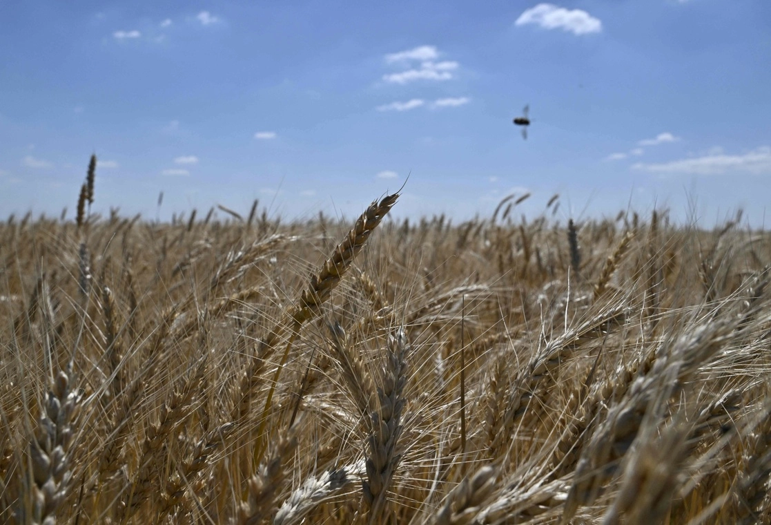 Campo de trigo en la localidad ucrania de Rai-Oleksandrivka. Foto Afp