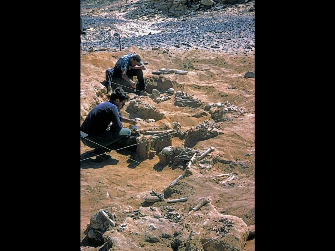 Los esqueletos examinados durante los pasados ocho años provienen de una excavación realizada en Jebel Sahaba, en el norte de Sudán, en 1965. Foto cortesía Archivos Wendorf del Museo Británico