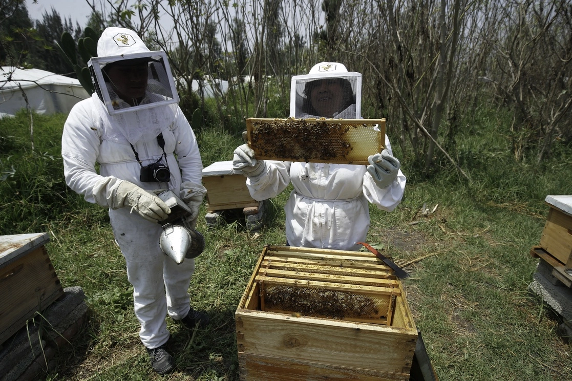 Con paciencia y dedicación, el cuidado de las abejas se hace en una chinampa solitaria y alejada a la que se llega tras recorrer varios canales de la zona.Foto Cristina Rodríguez