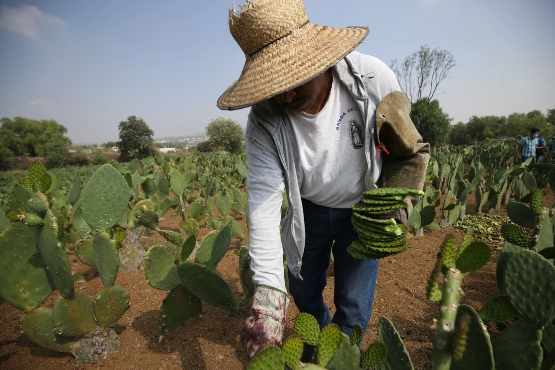 La mayoría de los habitantes de Santa Ana Tlacotenco, uno de los 12 pueblos originarios que integran la alcaldía colindante con Morelos, siembra maíz, haba, calabaza, cilantro y nopal, lo que es una forma de vida que les permite comerciar sus cosechas, aunque “a bajo costo”, porque no producen en grandes cantidades y difícilmente recuperan la inversión que realizan, señala Carlos Romero, quien, junto con su abuela de casi 88 años, cultiva cilantro. En la imagen, Ausencio Medina corta nopales. Foto Yazmín Ortega Cortés