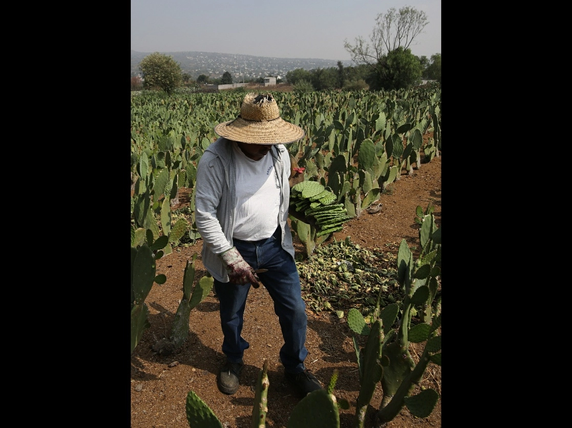 Universitarios crearon en 2021 una cooperativa para procesar el nopal y convertirlo en harina para tortilla y pan, proyecto que genera empleos. Foto Yazmín Ortega
