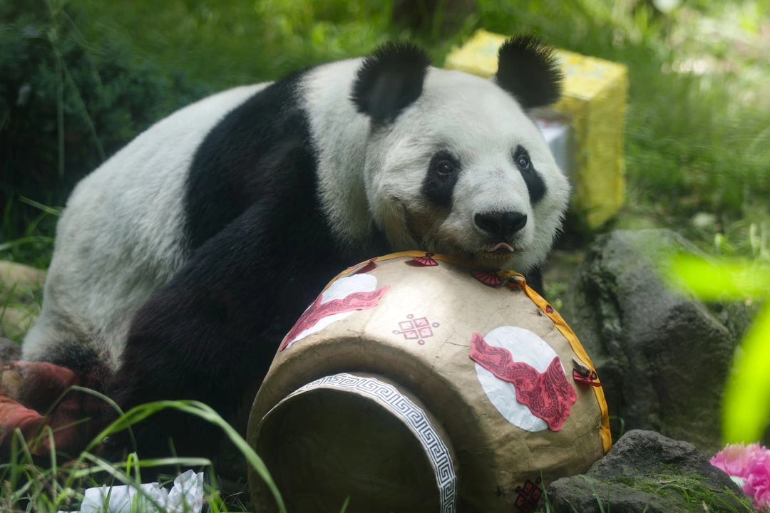 La última panda gigante nacida en México y única en Latinoamérica celebró con más de 40 mil personas que visitaron el Zoológico de Chapultepec e hicieron fila hasta de dos horas para verla aunque fuera unos instantes. La jornada comenzó con la tradicional Danza del León, presentada por el Centro Cultural de China, y se realizó un concurso de dibujo. 