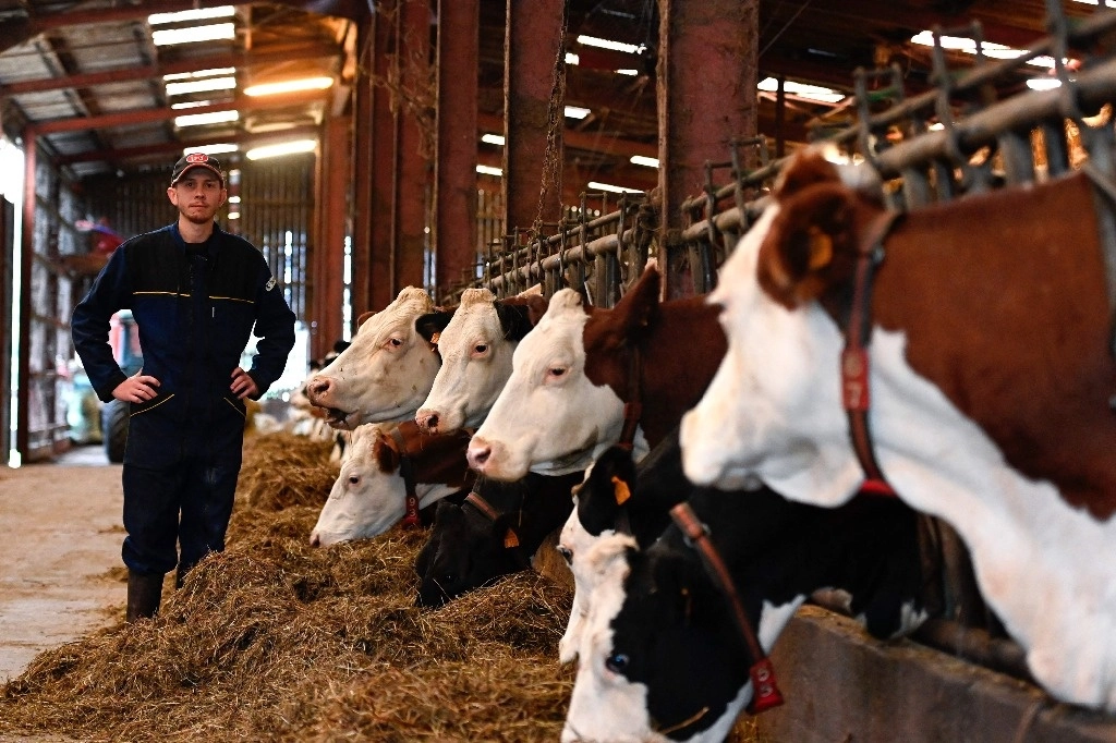 Aymeric Brandazzi, productor de leche orgánica del Groupement Agricole dí Exploitation en Commun (GAEC), posa junto a las vacas en los comederos de Xertigny, en el noreste de Francia, el 28 de septiembre de 2024. Foto Afp