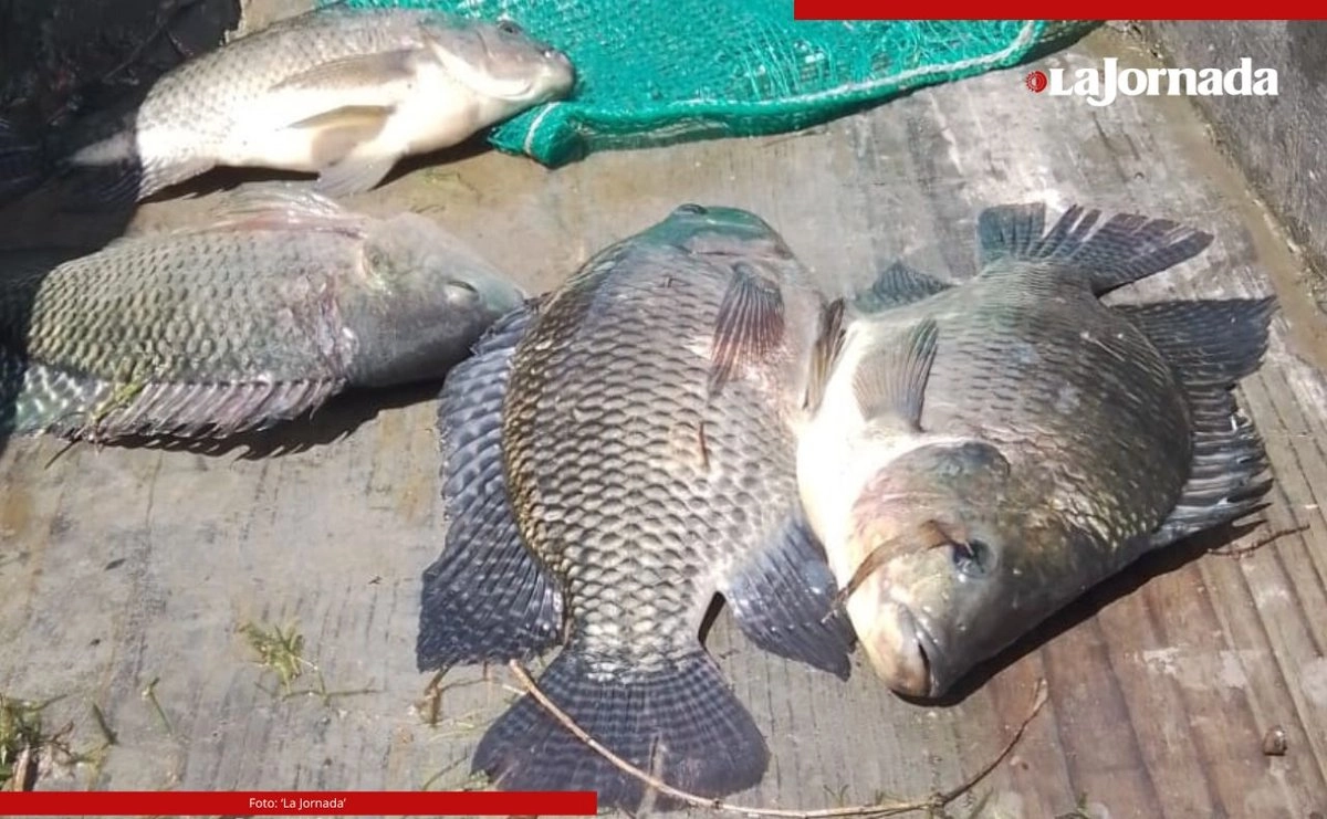 Carpas de 1/2, 3 a 4 o más kilos son parte de la pesca que históricamente ha dado de comer a los habitantes de la región.  Foto 