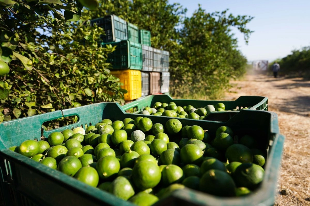 Producción de limón en Apatzingán, Michoacán. 
