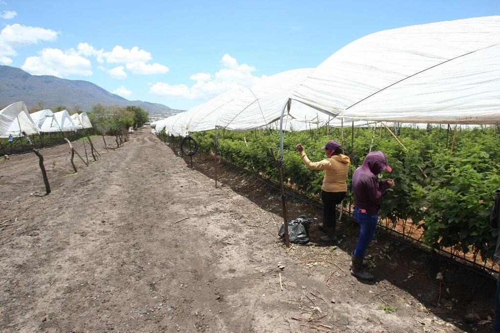 La inflación alimentaria comenzó a descender luego de que en 2022 alcanzó máximos a consecuencia de la pandemia. Esa situación pegó a las agroalimentarias. En la imagen, un plantío de berries de exportación en Jalisco. Foto Arturo Campos