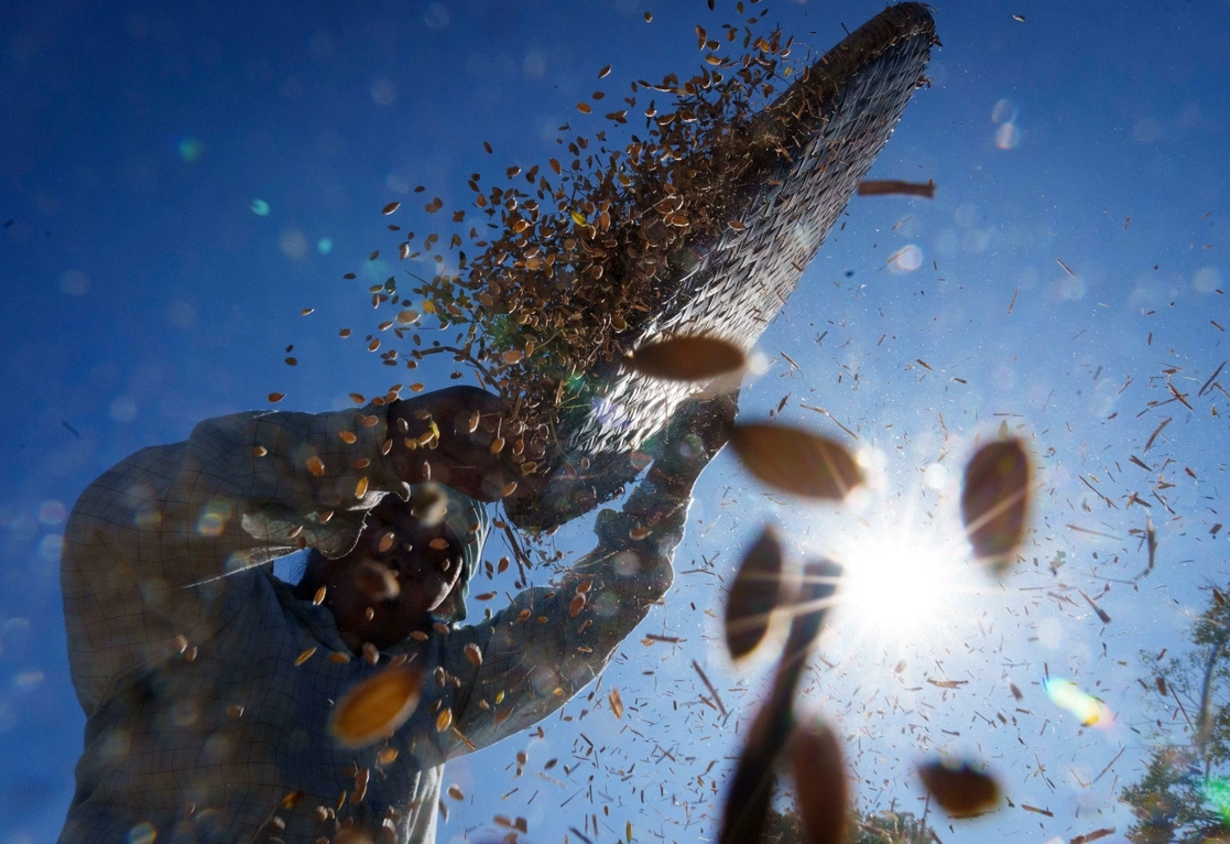 Durante más de medio siglo en Estados Unidos se ha pagado a los agricultores para que no produzcan en sus campos, se trata de un viejo método para sostener los precios agrícolas. Ahora es el momento de pagarles para que produzcan más alimentos. Foto Ap