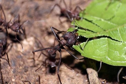 Las hormigas han demostrado ser superiores a los seres humanos en un experimento de laberinto para resolver problemas en grupo, en concreto para transportar grandes cargas que superan con creces sus propias dimensiones. Foto Afp / Archivo