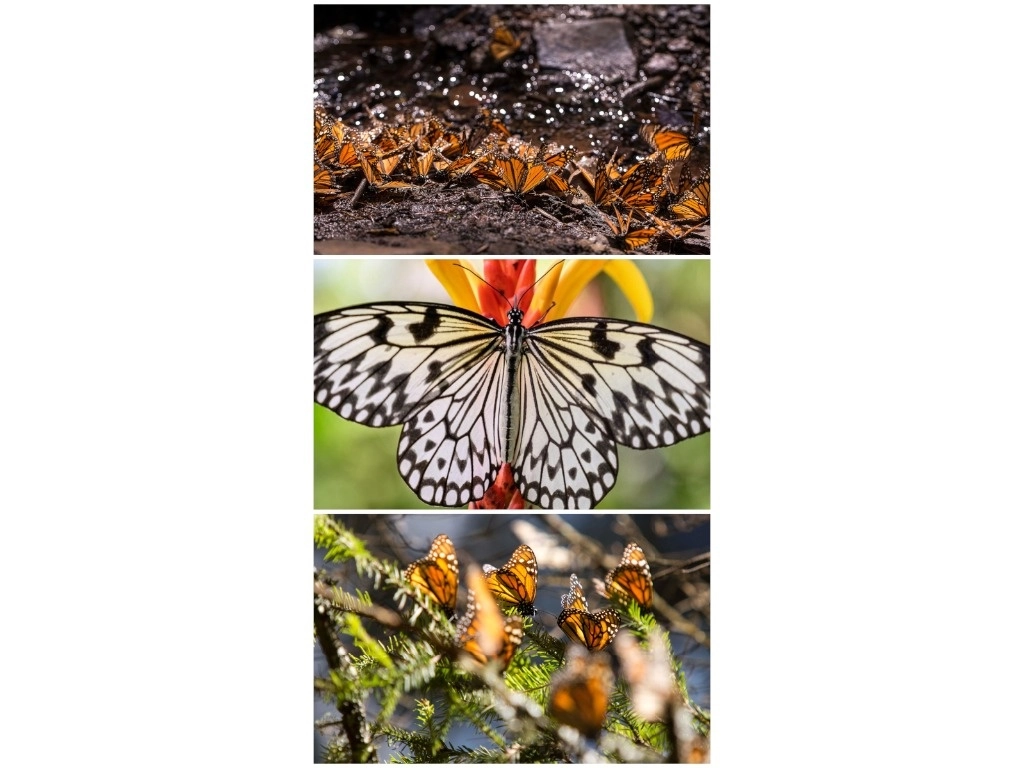 El estudio publicado en 'Interface' encontró que la carga de las mariposas variaba entre especies, lo que podría estar relacionado con la presión evolutiva. Foto Afp 