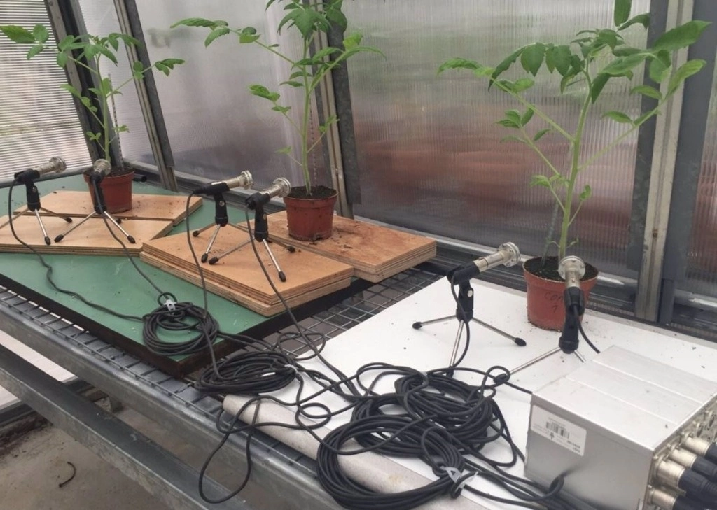 En la imagen aparecen tres plantas de tomate cuyos sonidos se graban en un invernadero. Foto Ohad Lewin-Epstein O