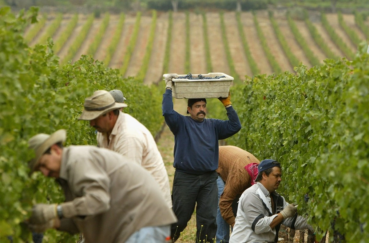 Trabajadores migratorios cosechan uvas cabernet sauvignon en los viñedos de Stags’ Leap Winery, en Napa, California. Debido en parte a las políticas antimigrantes, las remesas y el empleo de mexicanos en Estados Unidos han ido a la baja.