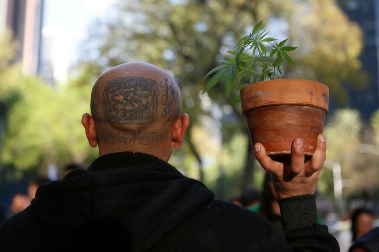 El Senado discutirá un nuevo dictamen para la legalización de la mariguana para su cultivo y uso lúdico. Fot José Carlo González