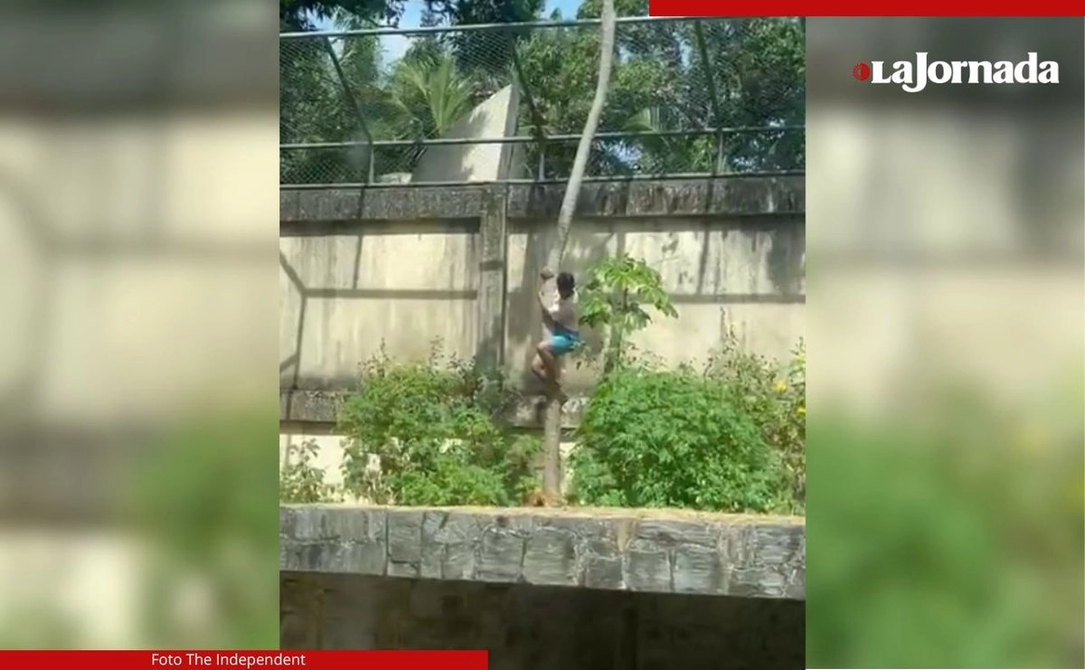 Según la consejera de protección infantil Verónica Oliveira, el adolescente soñaba con convertirse en domador de leones y, en una ocasión anterior, se escondió en el tren de aterrizaje de un avión con la idea de viajar a África. Foto The Independent