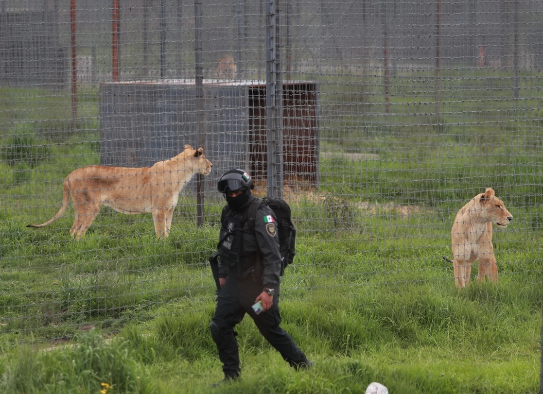 Los felinos fueron rescatados en octubre de 2022 de la fundación ‘Black Jaguar-White Tiger’, ubicada en el Ajusco. Foto Alfredo Domínguez / Archivo