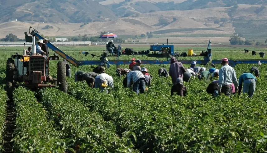 Jornaleros agrícolas en San Quintín. Foto de archivo cortesía de ‘El Vigía'