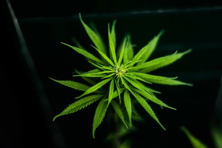 La nueva Ley Federal para la Regularización del Cannabis, aprobada por el Senado el 19 de noviembre pasado, “no atiende los daños a la salud”, señalaron obispos. Foto Cuartoscuro / Archivo 