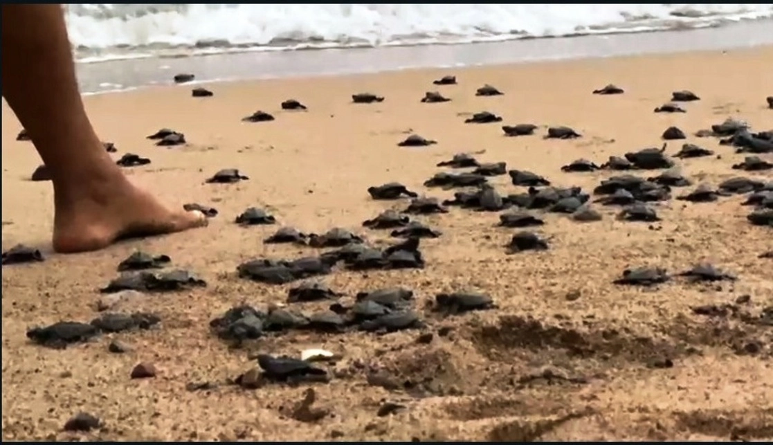 En lo que va de la temporada, han sido liberadas un total de 50 mil crías de tortuga marina en Puerto Vallarta. Foto La Jornada