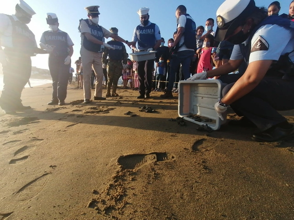 Personal de Marina, en coordinación con el campamento tortuguero de la Universidad de Colima, liberaron 60 crías de tortugas conocidas como golfinas, cuya especie se encuentra en peligro de extinción. Foto cortesía Semar