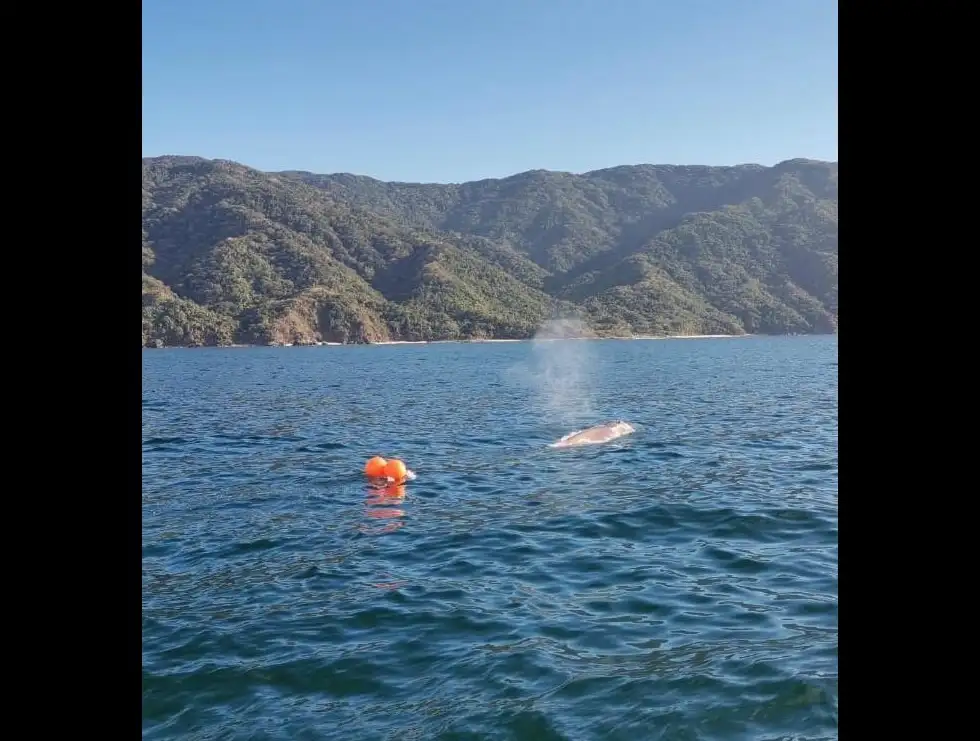 El cetáceo quedó atrapado en una red de pesca frente a la playa de Yelapa, en Puerto Corrientes, Jalisco. Foto La Jornada