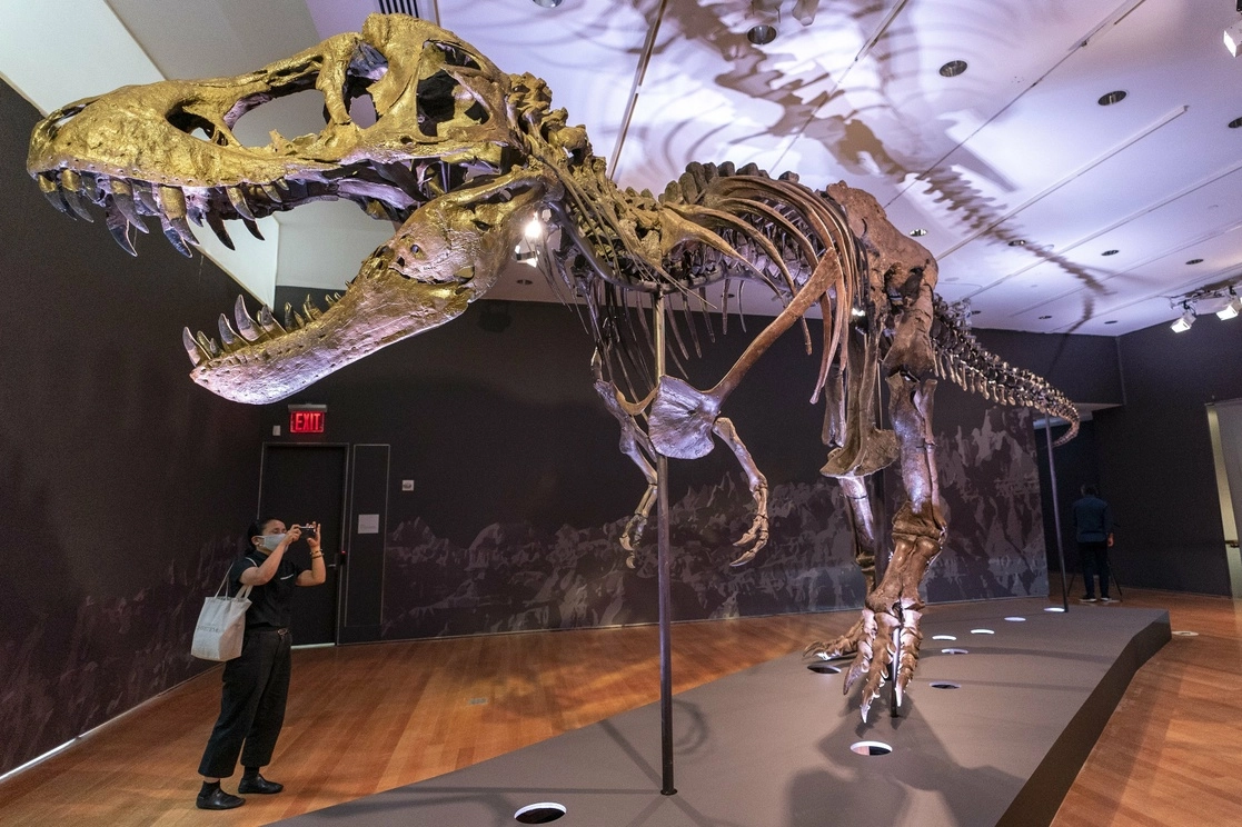 Fósil de un tiranosaurio en Nueva York, Estados Unidos. Foto Ap / Archivo