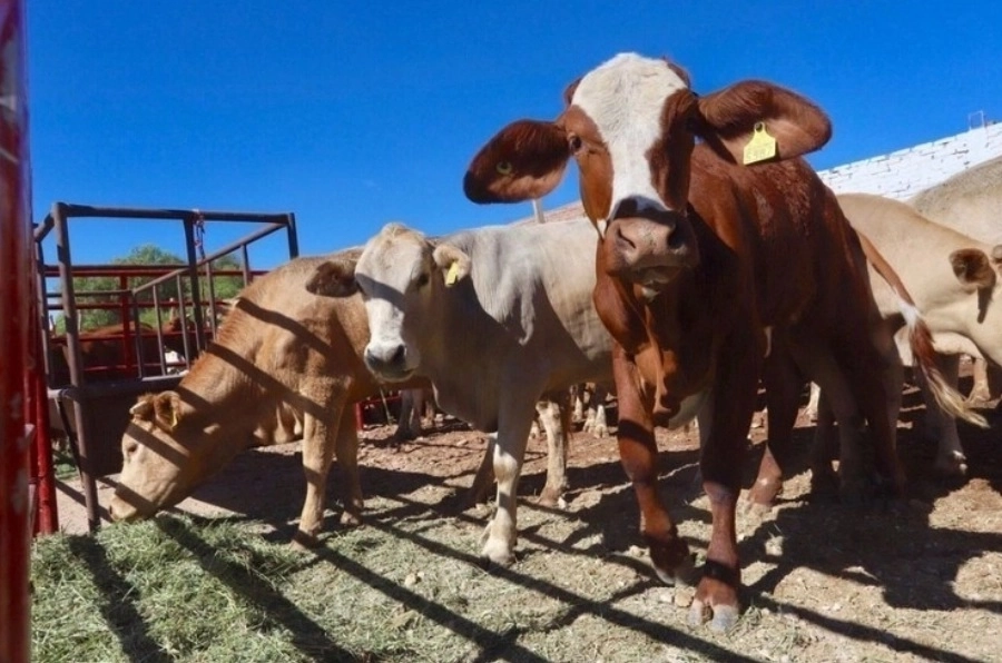 La reanudación de exportaciones de ganado se da tras tres meses de cierre. Foto
