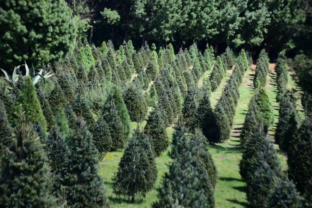 Algunos de los pinos que serán comerciados en esa demarcación mexiquense. Foto La Jornada