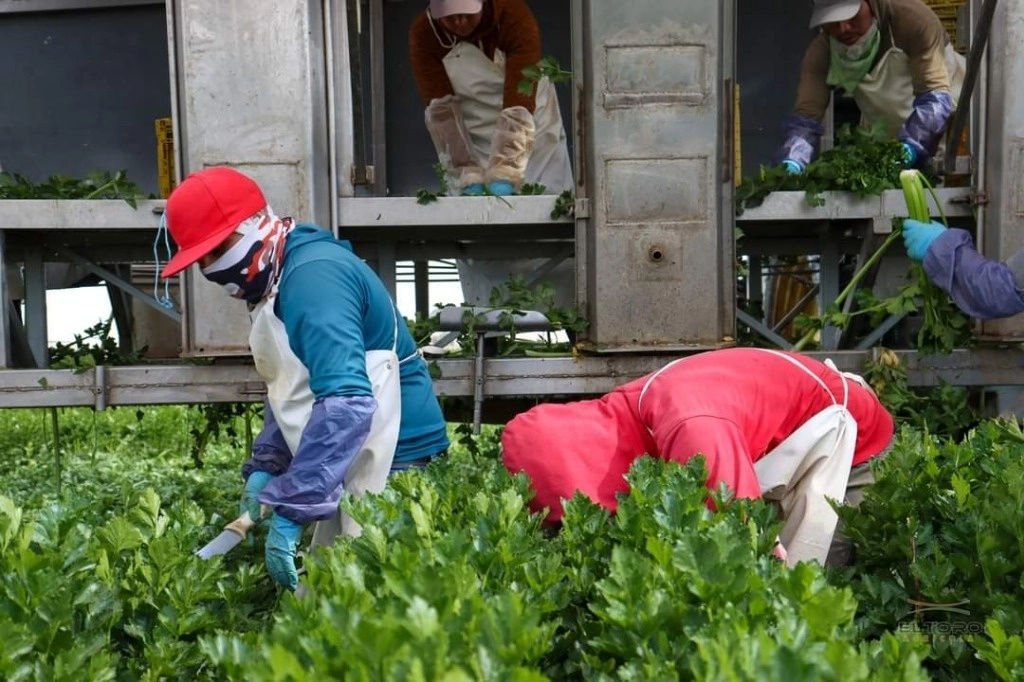 Trabajadores en un campo agrícola de Baja California. Foto José Manuel Yepiz Ruiz/ La Jornada Baja California