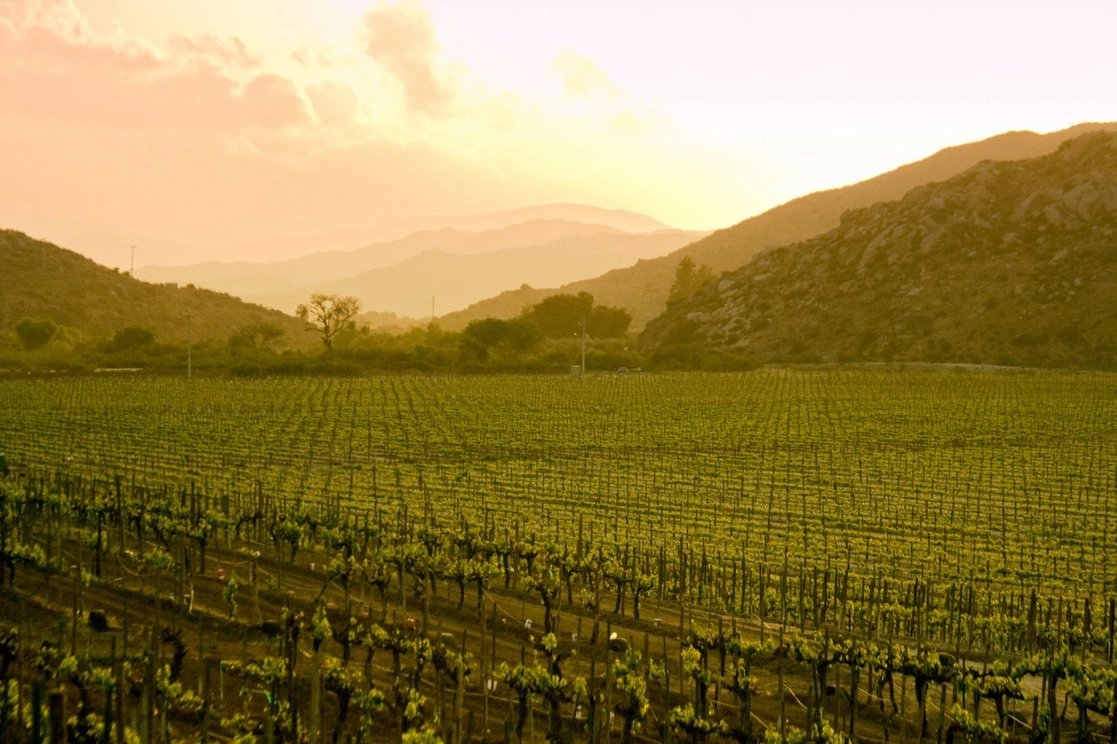 Valle de Guadalupe en Baja California. Foto tomada de la página de Facebook @RescatemosElValle 