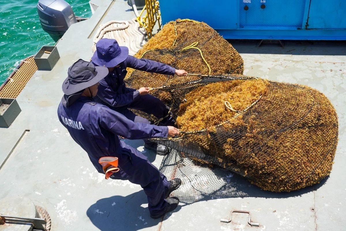 La recolección de sargazo en alta mar, permitió que este año llegara menos cantidad de vegetal a las playas de Quintana Roo. Foto 