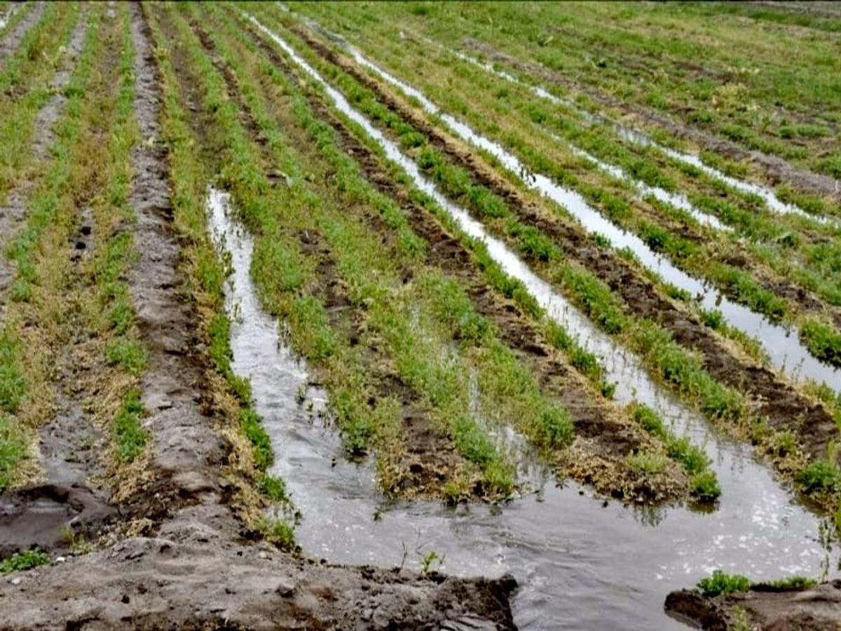 Las hectáreas dañadas corresponden a la producción de alrededor de 300 agricultores, quienes no lograron sembrar debido al desfase en el ciclo primavera–verano.
