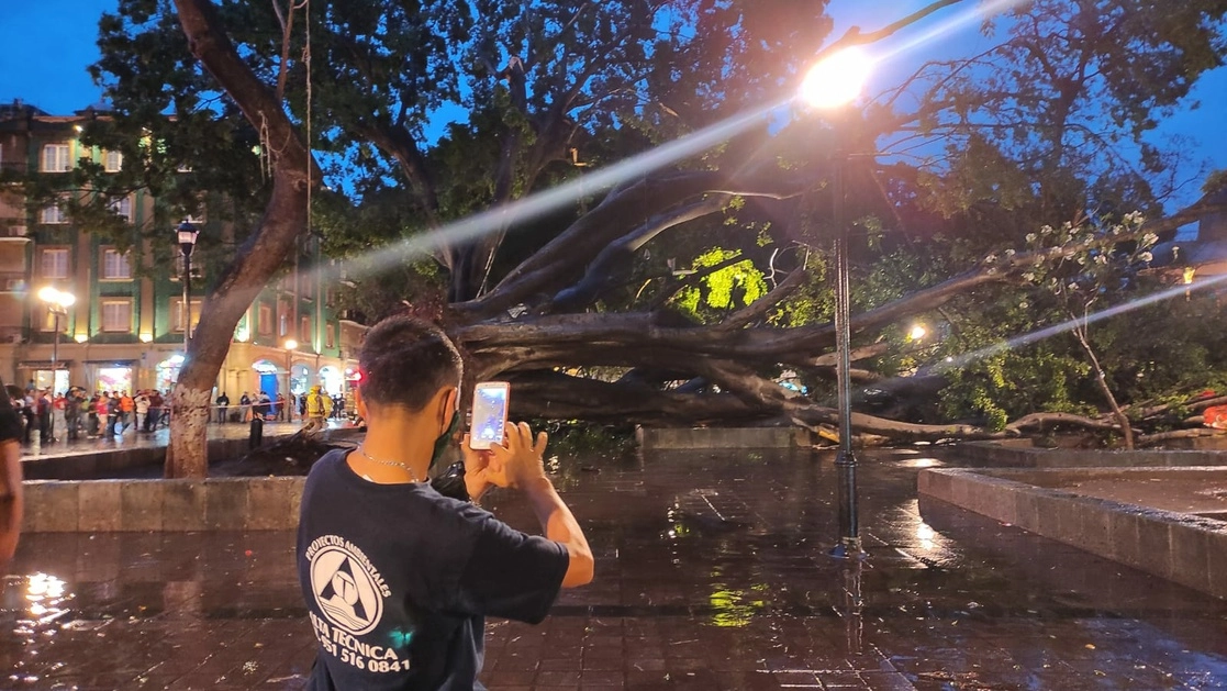 Han señalado dos laureles del zócalo con un cartel que indica que es peligroso estar cerca del mismo y por lo tanto la gente debía alejarse de estos especímenes, ante el peligro de que se cayeran. Foto Estación Foto