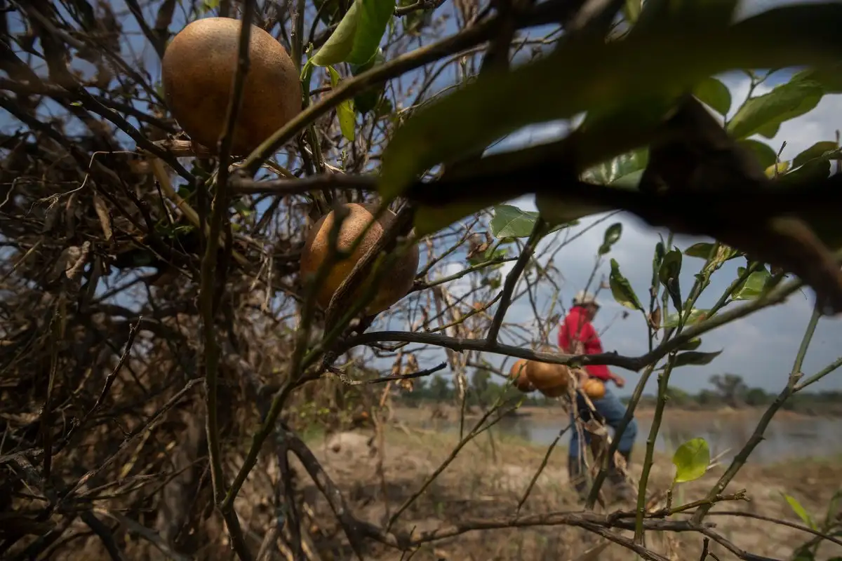 Las lluvias registradas en Veracruz en octubre pasado arruinó la producción de naranja de este año, dijo el titular de la Secretaría de Desarrollo Agropecuario, Rural y Pesca, Rodrigo Calderón Salas. Foto 