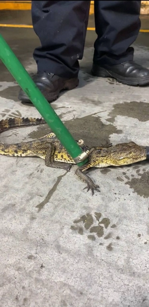 Elementos de Protección Civil pusieron a resguardo al ser sintiente en el zoológico. Foto La Jornada
