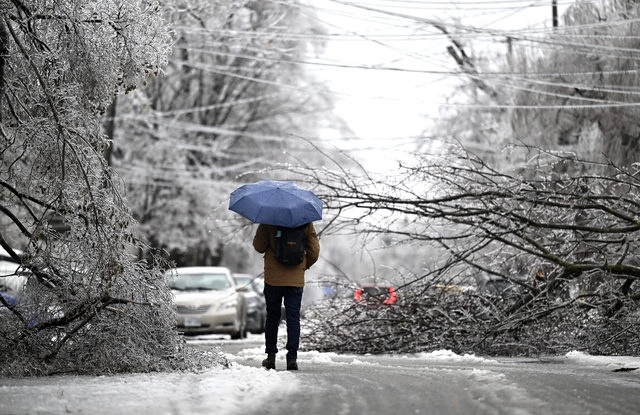 Un peatón camina entre las ramas de los árboles tras una tormenta en Ottawa, Ontario. Foto Ap