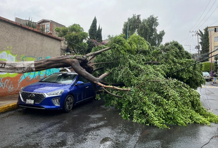 Árbol cayó sobre un auto en la alcaldía Iztapalapa al oriente de la ciudad. Foto Alfredo Domínguez