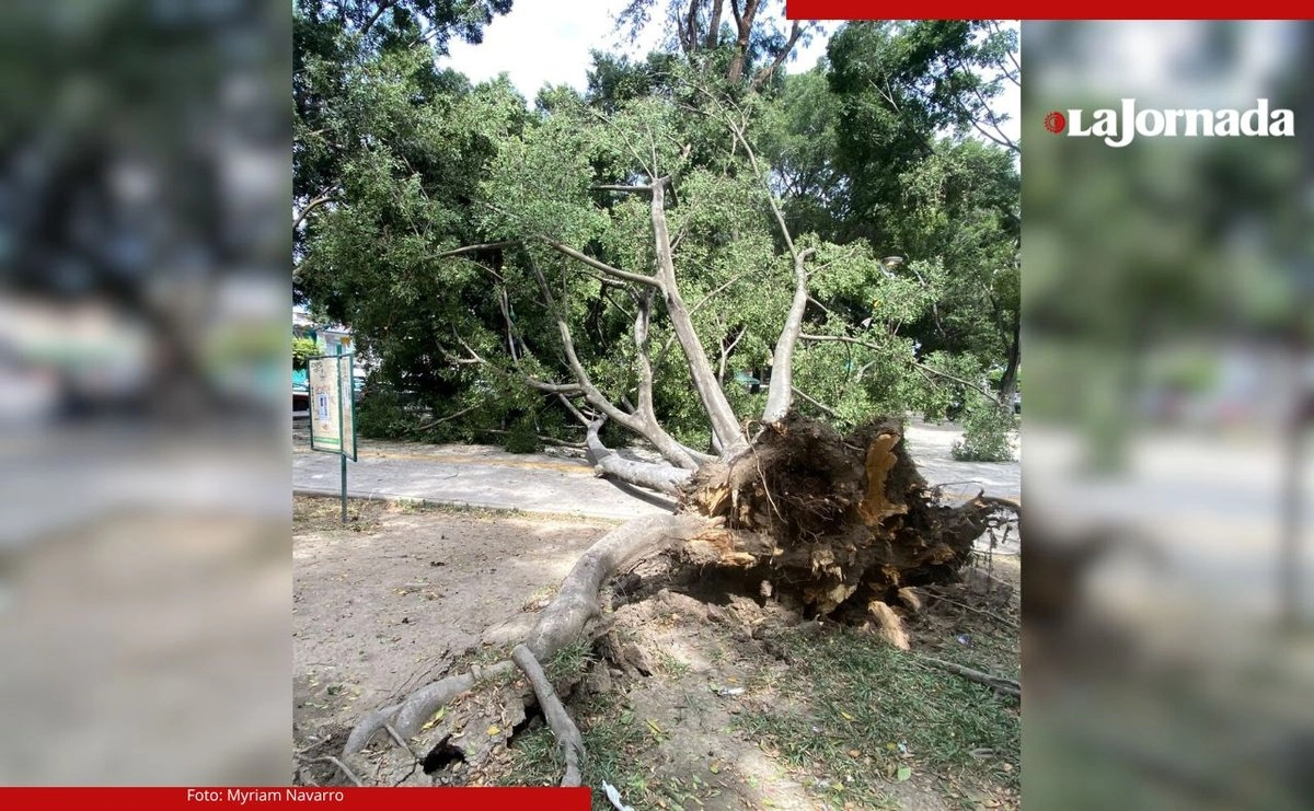 En el Libramiento Carretero y el parque La Loma, también se registraron caídas de árboles, aunque no causaron daños.