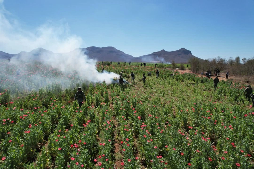 Estimaciones gubernamentales señalan que en esos sembradíos se cultivaban
aproximadamente un millón 244 mil plantas, con un peso aproximado de 248 mil 800
kilogramos. Foto