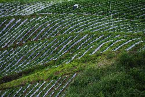 Granja en Bener Meriah, central de la provincia de Aceh, Indonesia. Foto Afp / Archivo