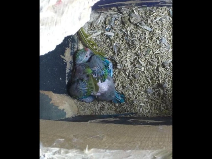 Hace aproximadamente mes y medio consiguieron la primer cría de guacamayo verde “Julio César” y “Cleopatra". Foto La Jornada