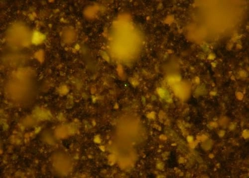 Imagen de microscopía de fluorescencia atrapada por membrana de las muestras antes de los procesos de purificación celular, donde se observaron partículas de sedimentos muy abundantes, en un ubicación no revelada. Foto Afp