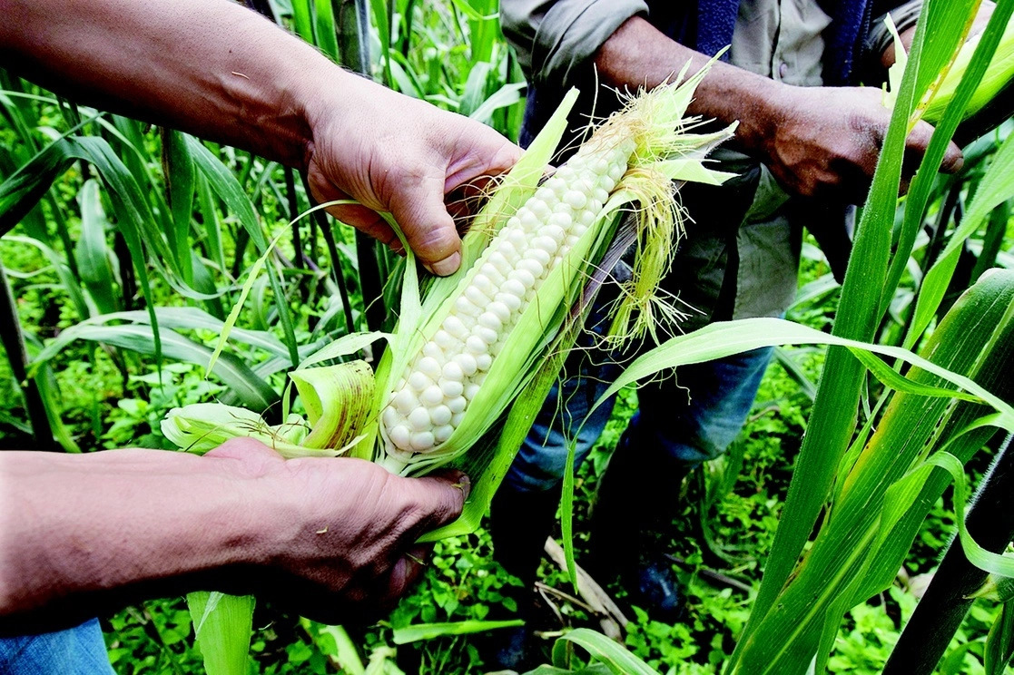 Se debe construir un nuevo modelo que honre al campesinado, que reactive la economía y la producción rural. Foto Cristina Rodríguez / Archivo