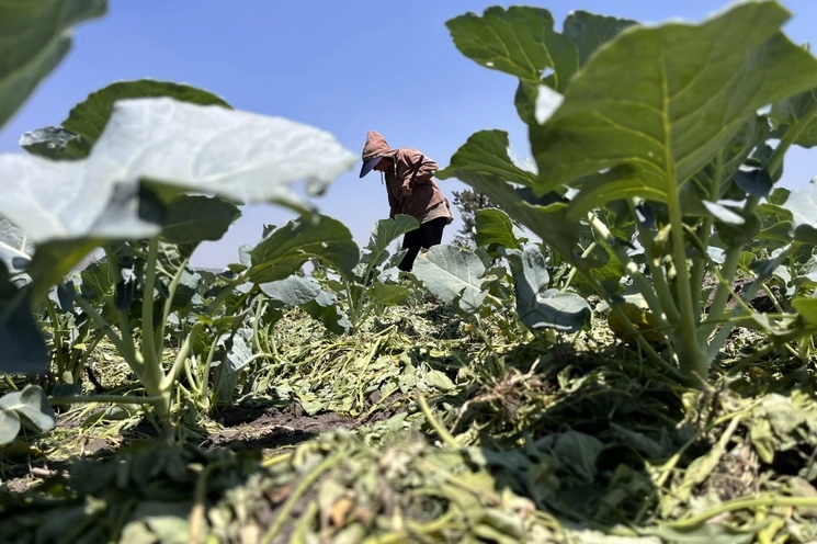 Los gusanos de tierra, amenazados por la agricultura intensiva, contribuyen "significativamente" a la producción agrícola, desempeñando un papel en aproximadamente 6.5 por ciento de la producción mundial de cereales, según un estudio publicado. Foto Luis Castillo / Archivo